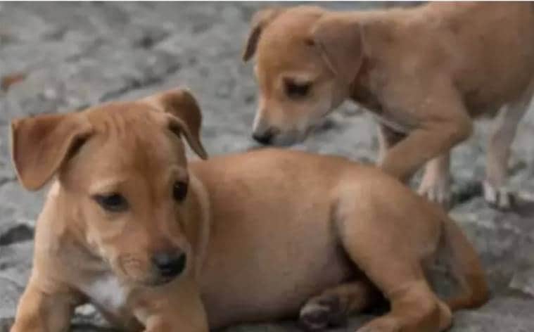 Pune stray dogs, Pune dogs killing, animal rights activists, Pune stray dogs killing, PMO, CMO informed on Stray dogs killing, pune news, pune latest news, pune today news, pune local news, new pune news, latest pune news