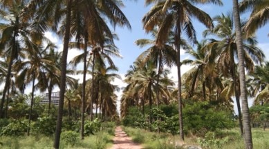 East Lalbagh, Coconut grove