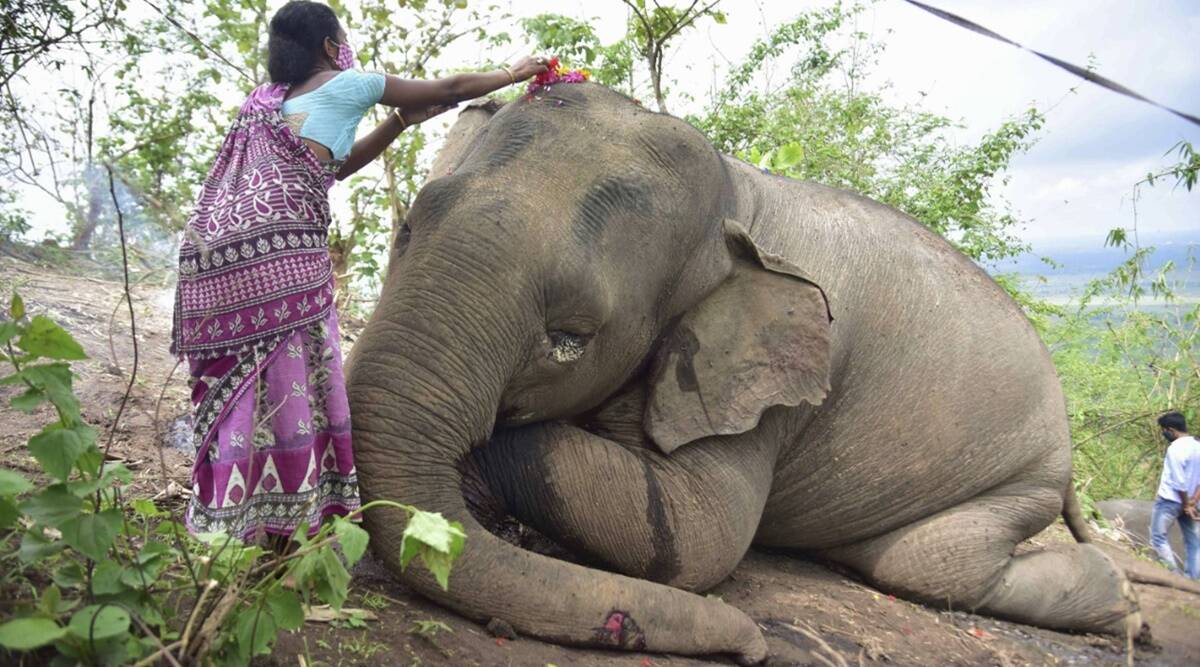 A woman offers flowers to the carcass of an elephant which died after being struck by lightening near Bamuni Hills in Kondoli, Nagaon district. (Express Photo)