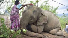 Elephant-1 no alt set