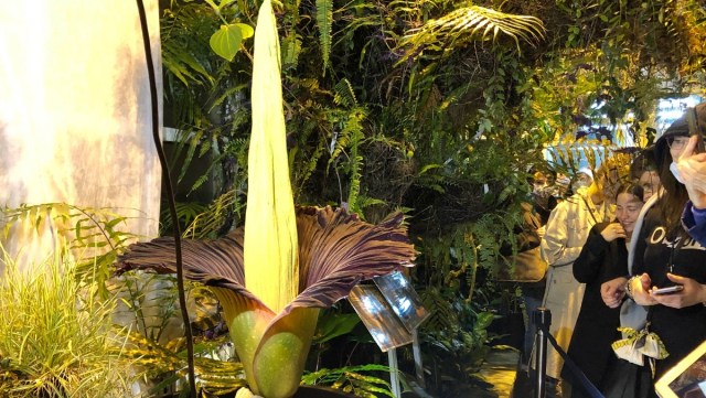 Endangered corpse flower blooms