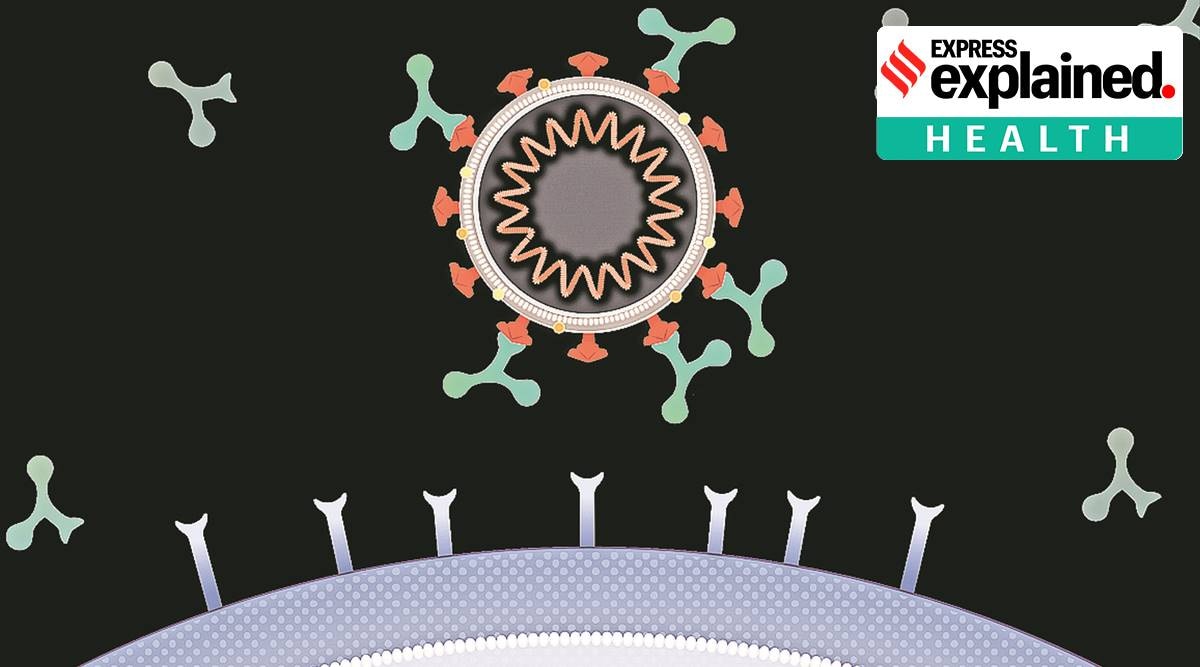 Image of antibodies binding to the surface of the virus. (Source: CoVPN via NIH US)