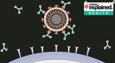 monoclonal antibodies for covid 19 what are monoclonal antibodies how important are they in covid 19 treatment