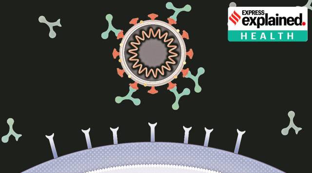 Image of antibodies binding to the surface of the virus. (Source: CoVPN via NIH US)