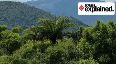 Forest, nature, environment