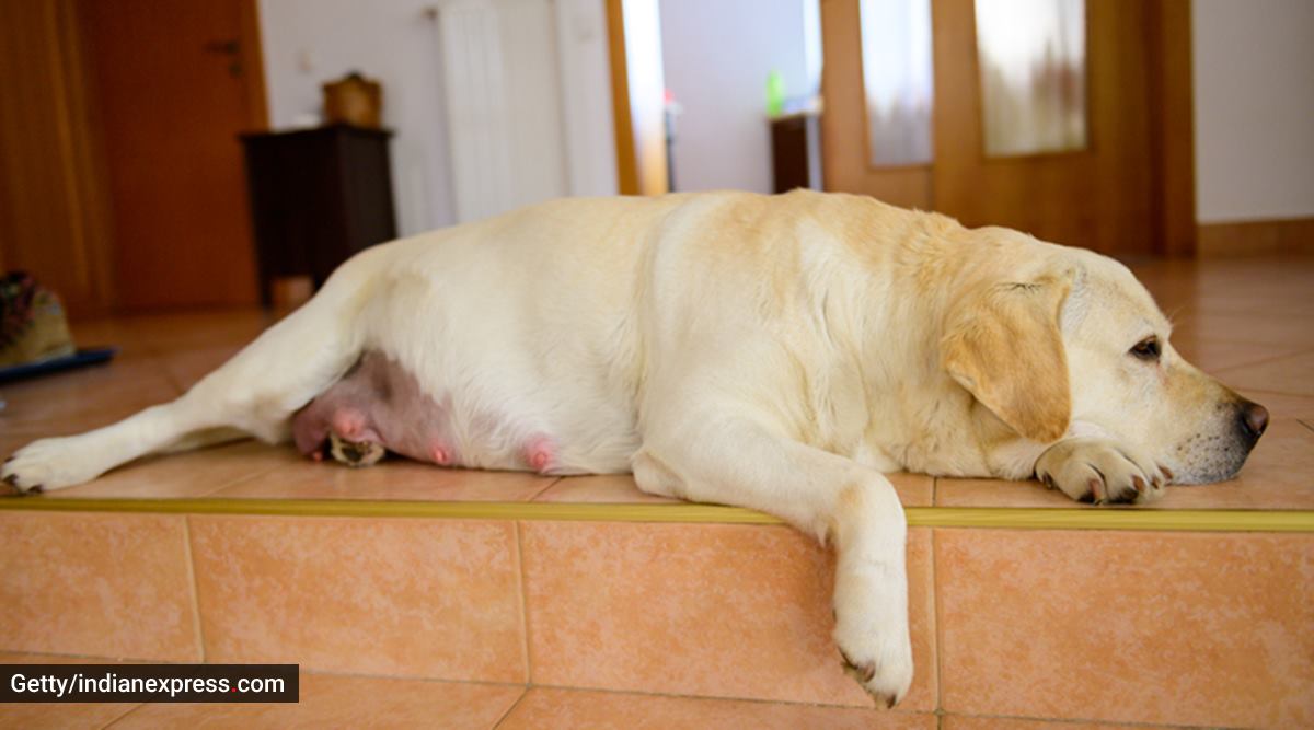 How to Tell if a Dog Is Pregnant At Home: 7 Signs & 4 Tests