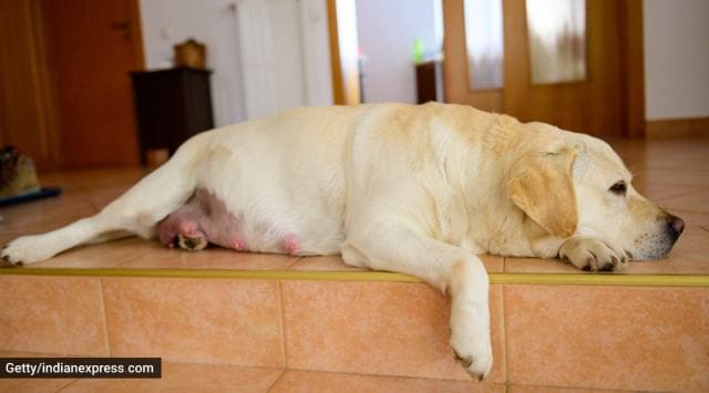 taking care of a pregnant dog, how to prepare your pregnant dog for birth, helping your pet dog give birth at home, dogs and pregnancy, vets, indian express news