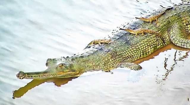 It’s a gharial! After 45 yrs of wait, Odisha welcomes first hatchlings