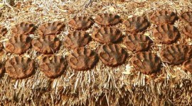 toxic gas inhalation death