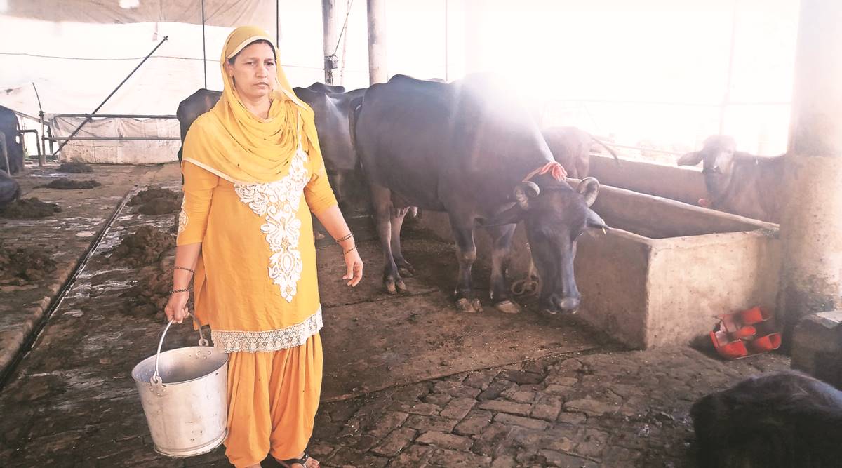 Haryana farmers milk a success saga with artificial insemination | Cities  News,The Indian Express