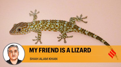suspicious lizard meme