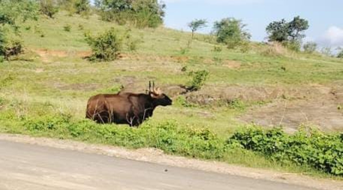 Indian Bison strays into residential area near Mulshi; rescued