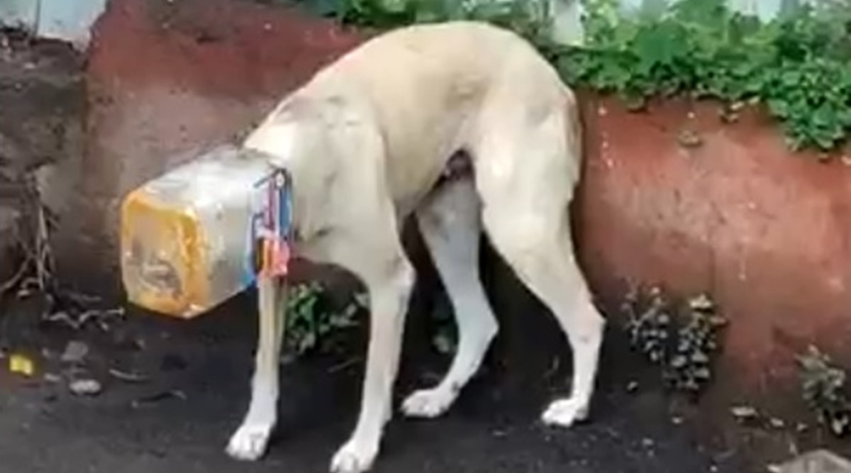 Pune: Fire Brigade personnel come to rescue of dog after it gets its head  stuck in plastic jar | Pune news