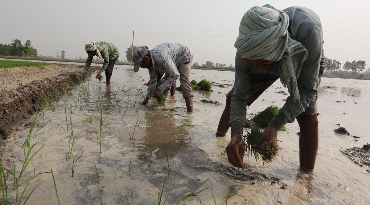 paddy field , indian express