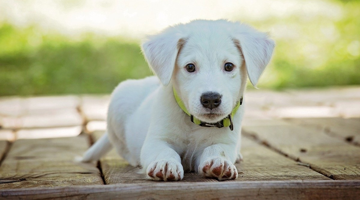 I adopted a puppy and these 5 apps for pets made life easier ...