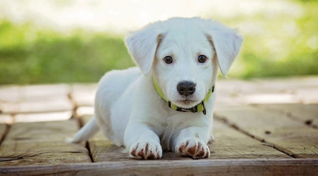 puppy training apps, dog training apps, pet care apps,