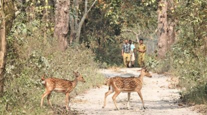 Two new national parks, Dehing Patkai and Raimona, notified in Assam |  North East India News,The Indian Express