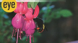 honeybee, ranjit lal