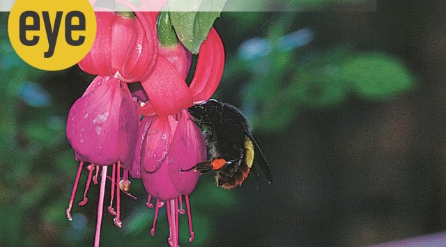 honeybee, ranjit lal