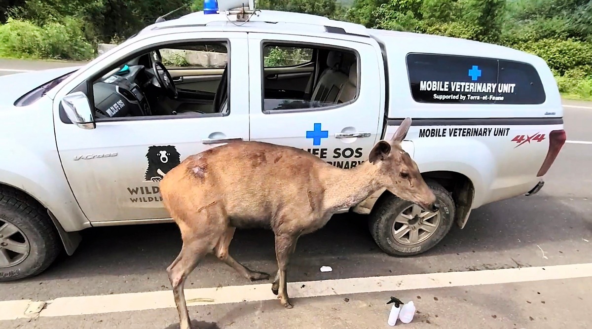 The female Sambar deer was injured by a speeding vehicle on the highway. 