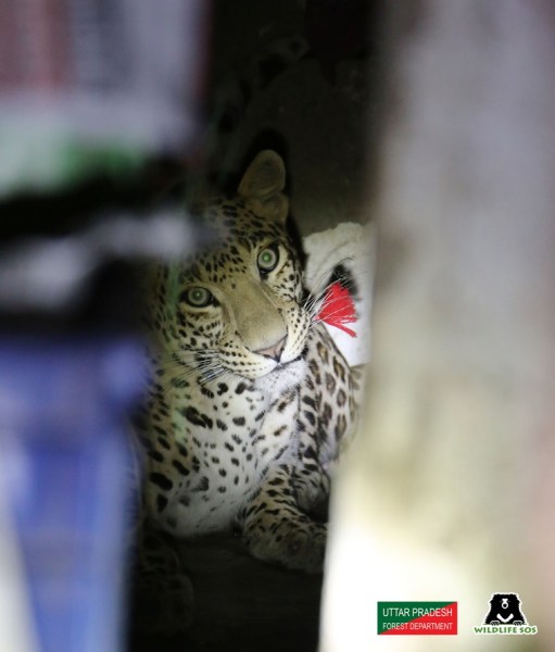 Leopard runs amok in Agra city, rescued in 4 hours | India News,The Indian Express Leopard runs amok in Agra city, rescued in 4 hours | India News,The Indian Express