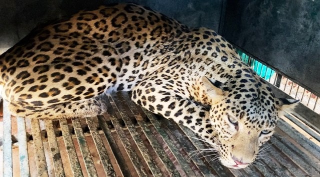 The leopard was carefully transferred to a transit facility for temporary observation. (Photo: Wildlife SOS/UP Forest Department)