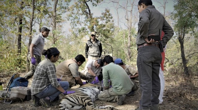Forest department officials put a radio collar on a tiger. (Photo: Forest department)