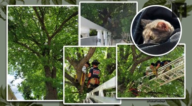 Cat and owner stuck in tree, cat rescue, cat and owner rescue, Tulsa, Oklahoma, Viral video, Indian Express news