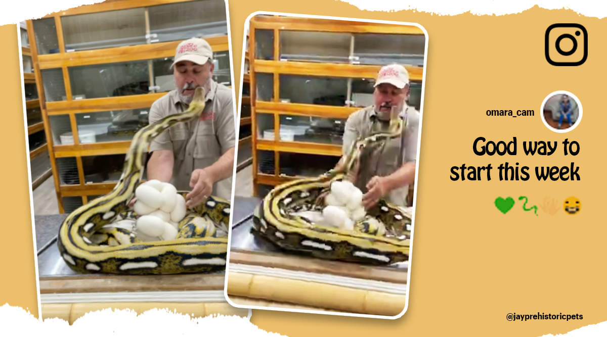 Python attacks zookeeper, Jay Brewer python attack, Jay Brewer bitten by python, Jay Brewer python videos, Python videos, Snake videos, Viral video, Trending news, Indian Express news