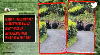 Anand Mahindra, Bear charges at biker, Nilgiris, Anand Mahindra twitter, Bear charges at biker viral video, Bear videos, Trending news, Indian Express news