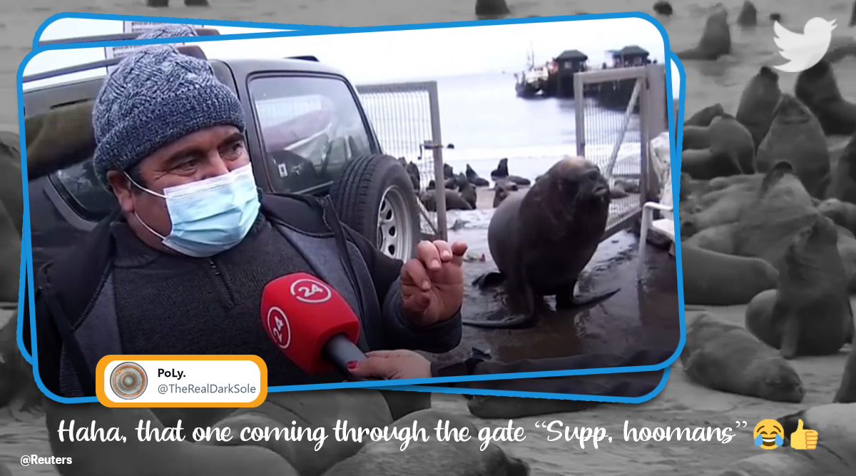 Ver: León marino interrumpe entrevista a pescador sobre ‘plaga de leones marinos’