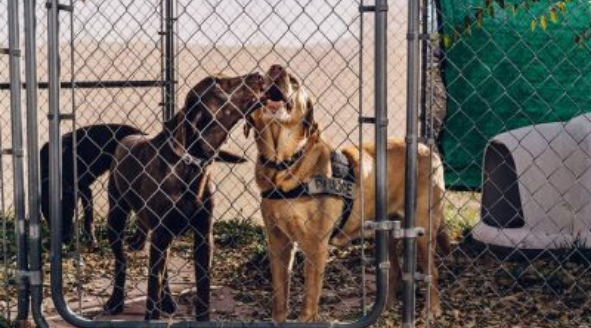 Medical scent detection is more complicated than drug or bomb detection, Otto said. A dog working an airport for drugs or explosive detection has a consistent context and a fairly straightforward target odor. (Representational)
