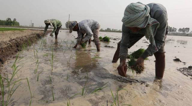 Thorat said the committee's thrust is two fold. First, this will create uniformity, as every trader in a APMC will be registered.(Express Photo by Gurmeet Singh/ Representational)