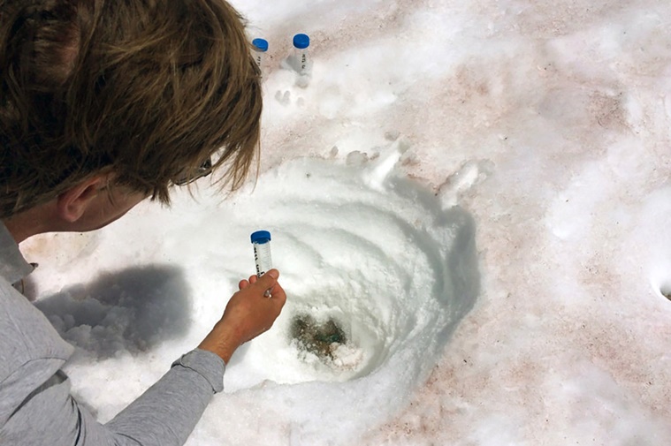 Glacier blood? Watermelon snow? Whatever it’s called, snow shouldn’t be so red.