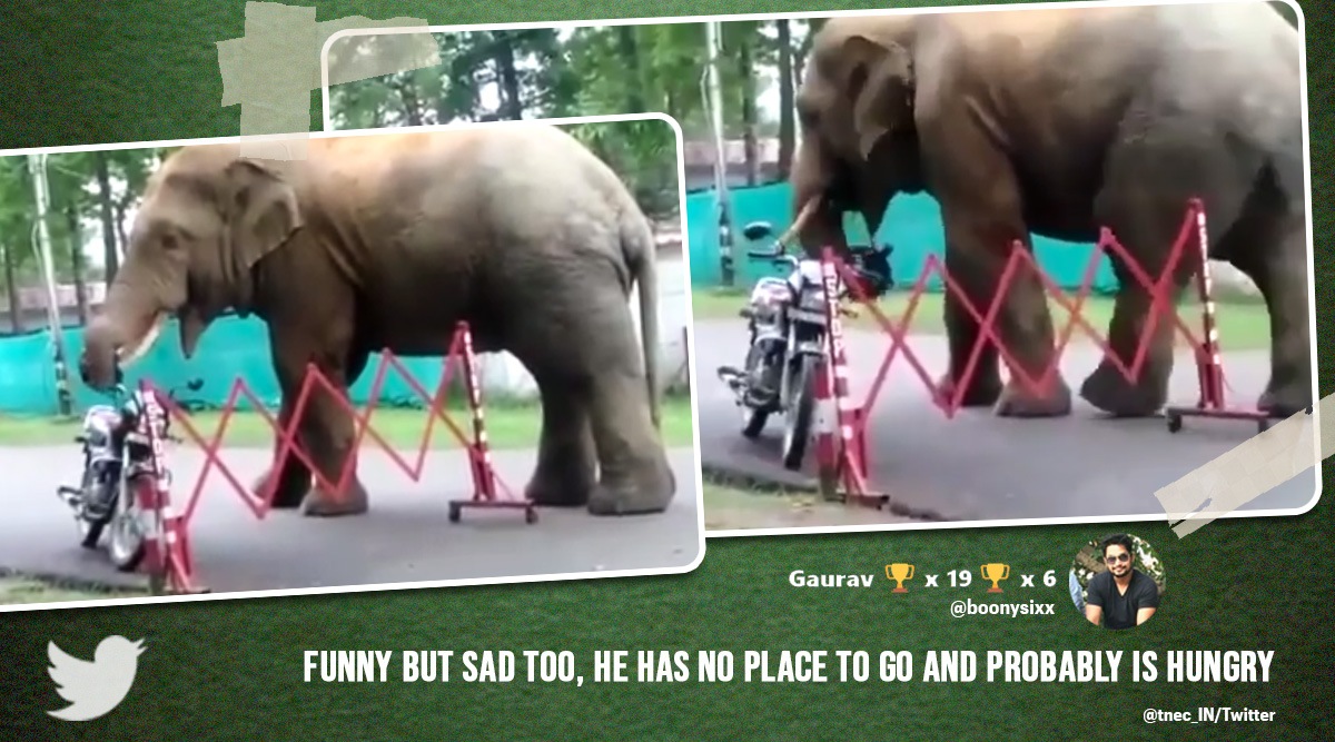 Elephant eats helmet, Assam elephant gobbles helmet, guwahati elephants tries to eat helmet, elephant viral video, assam news, india news, indian express