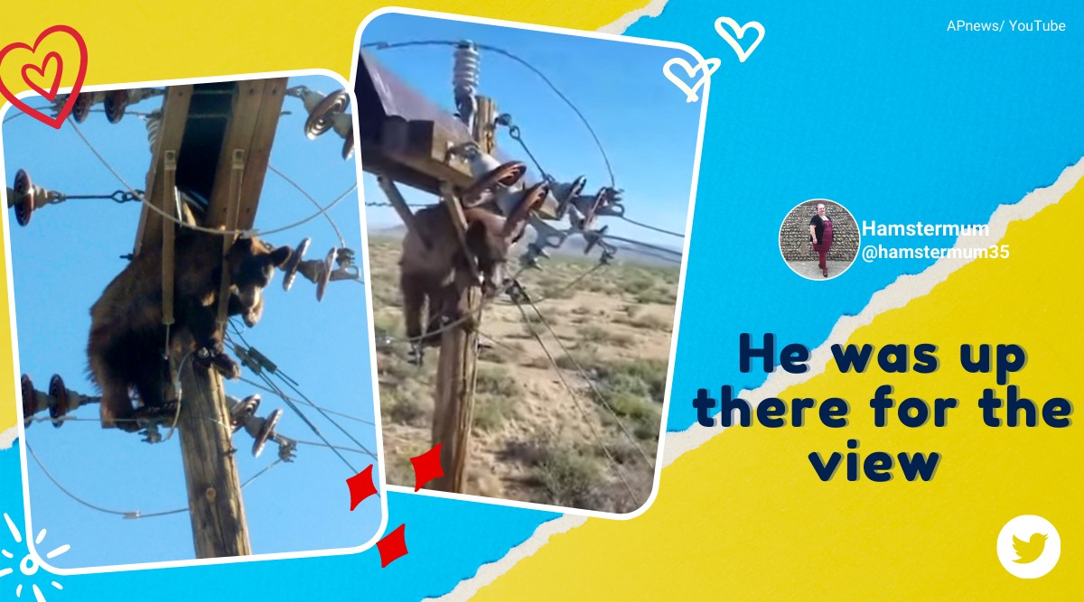bear stuck on electric pole, bear climbs ulility pole, arizona bear electric pole, bear gets stuck power lines, bear rescued electric pole, viral videos, indian express