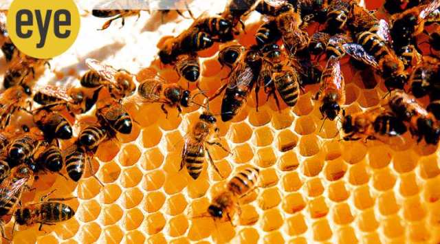 Bitter truth: Honey is really nothing but bee barf (Todd Huffman/Wikimedia )
