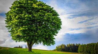 tree cut in half, neighbour cut tree by half, neighbour fight tree chopped in half, uk indian family tree cut after fight, odd news, indian express