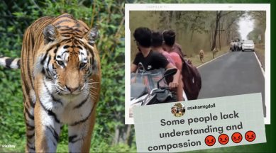 biker block tigers path, Tadoba national park bikers video, biker stop film tigers Tadoba national park, Maharashtra forest department, Indian express