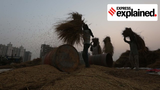 Labourers thrashing basmati paddy in the field at a village near Kharar. (Express Photo: Jasbir Malhi, File)