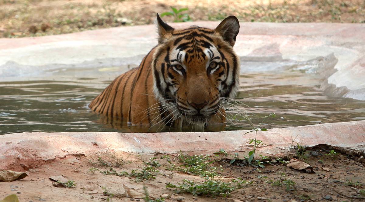tiger, National Tiger Conservation Authority, Covid-19 India Second Wave, India’s Project Tiger, Tiger reserves in Karnataka, Tiger reserves in India, India's tiger count, indian express column