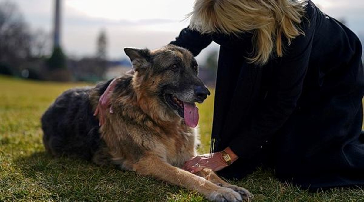 Bidens’ older dog, Champ, has died; German Shepherd was 13