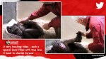 Anand Mahindra chimpanzee viral video, Anand Mahindra tweets dying chimp viral video, epoch times, animal stories, twitter reactions, indian express, indian express news
