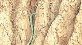 For first time, King Cobra documented in Himachal