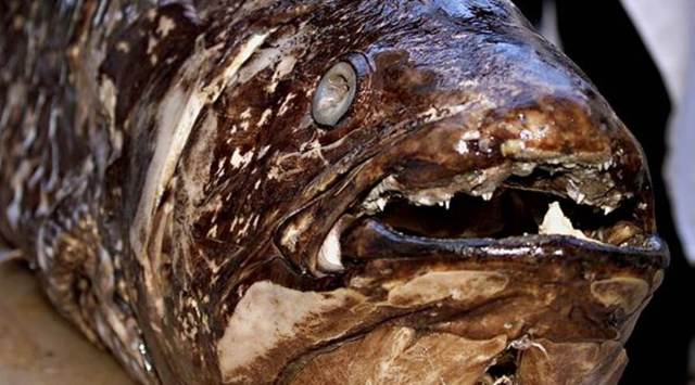 Coelacanth Fish, Coelacanth Fish research, Coelacanth Fish facts, Giant Fish Coelacanth, New research on Coelacanth Fish, Coelacanth Fish fun facts,