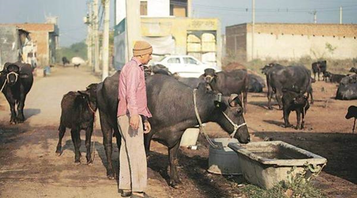 dairy farmers, kisan sabha strike, maharashtra dairy farmers protest