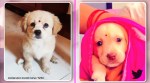 dog bindi twitter, dog bindi, dog twitter, dog bindi trend, puppy bindi, dog photos, puppy photos, animal photos, Trending news, Indian Express news