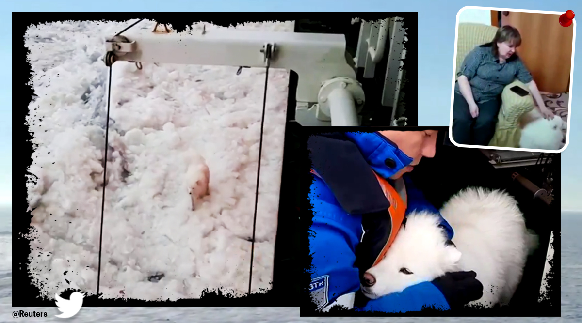 Russia Arctic Sailors Rescue Lost Dog, dog rescue viral video, russian sailors dog rescue twitter reactions, Arctic, Arctic dog rescue, twitter reactions, indian express, indian express news