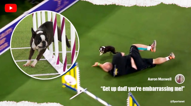 Boston terrier owner falls viral video, Westminster Dog Show agility competition, viral video, funny clips, twitter reactions, indian express, indian express news