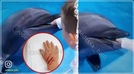 dolphin bite six year old, dolphin bite, dolphins, six year old bitten by dolphin, dolphinarium, Ukraine dolphin, dolphin videos, viral videos, trending videos, trending news, indian express news
